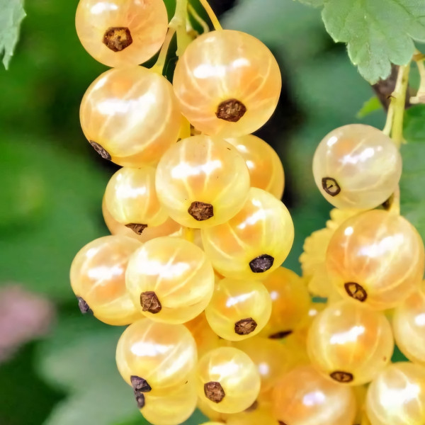 Саженцы Смородина белая Императорская