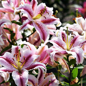  Лилия восточная Big Edition (Биг Эдишн)