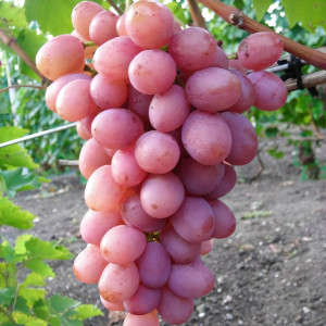 Саженцы Виноград Гурман лакомка