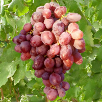 Саженцы Виноград Граф Монте Кристо