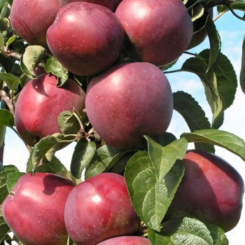 Саженцы Яблоня колоновидная Московское ожерелье