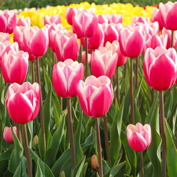 Тюльпан Джамбо Бьюти (в упаковке - 3шт.)