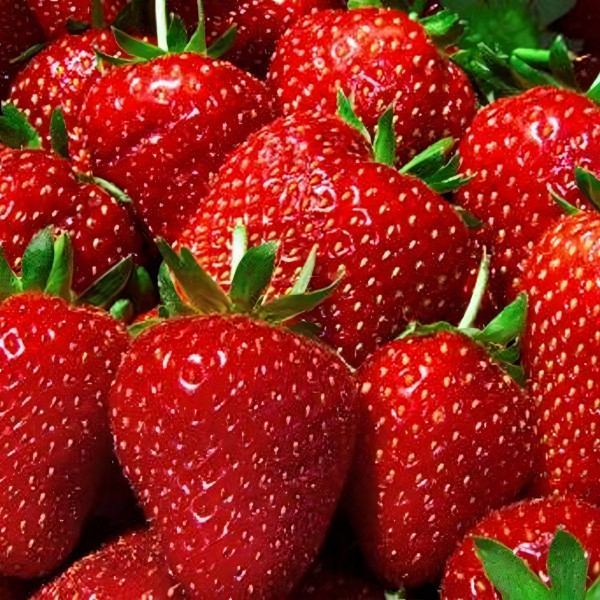 Саженцы Земляника Флоренс  (упаковка 5 шт.)