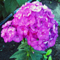 Саженцы Флокс метельчатый The King (Кинг)