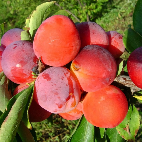 Саженцы Слива Алтайская Юбилейная