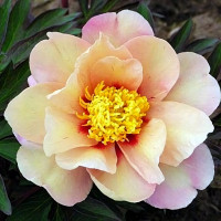 Саженцы Пион Callies Memory (Калис Мемори)