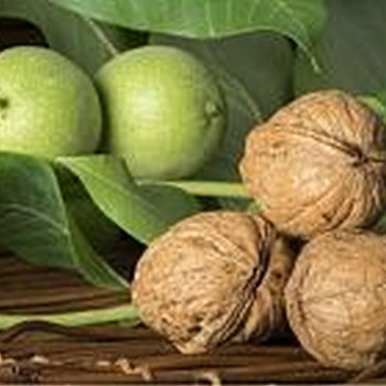 Саженцы Орех грецкий Изобильный