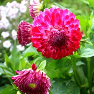 Саженцы Георгина Caproz Pizzas