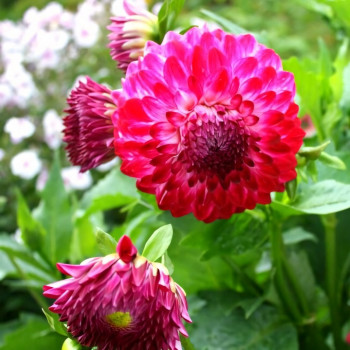 Саженцы Георгина Caproz Pizzas