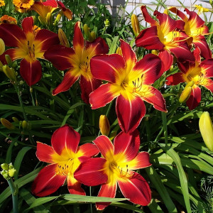 Саженцы Лилейник Ruby Spider (Руби Спайдер)