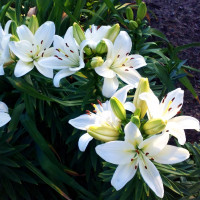 Луковицы  Лилия азиатская Yeti (Йети) (3шт.)