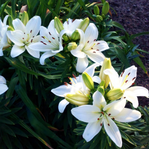  Лилия азиатская Yeti (Йети)