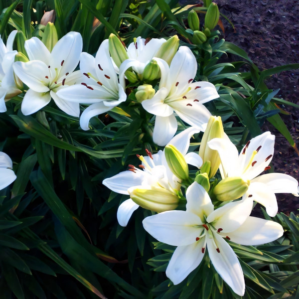 Луковицы  Лилия азиатская Yeti (Йети) (3шт.)