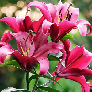  Лилия ОТ гибрид Palazzo (Палаццо)