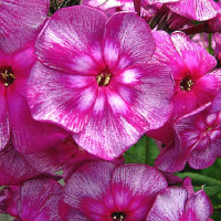 Саженцы Флокс метельчатый Хозяйка медной горы