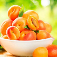 Саженцы Абрикос Аврора