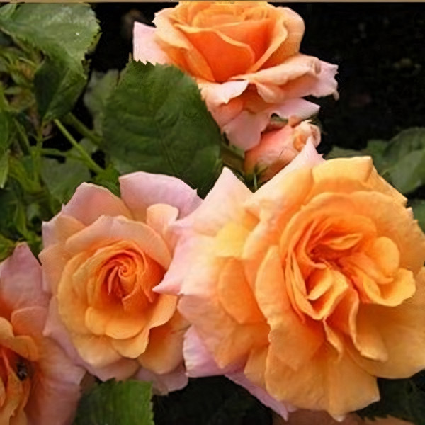 Саженцы Роза плетистая Лиане