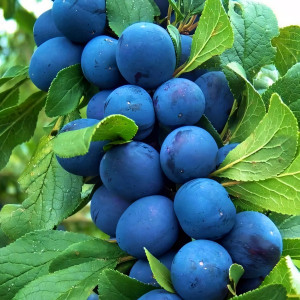 Саженцы Слива колоновидная Блю Свит