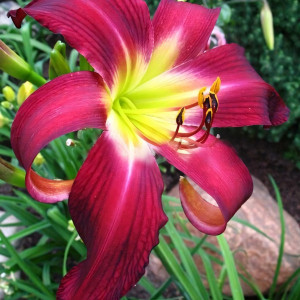 Саженцы Лилейник Brooklin Twist (Бруклин Твист)