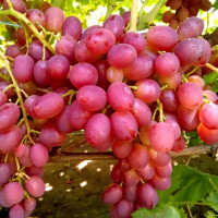 Саженцы Виноград Ливия