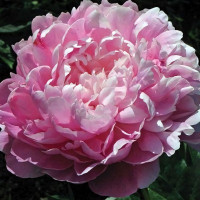 Саженцы Пион Lady Kate (Леди Кейт)