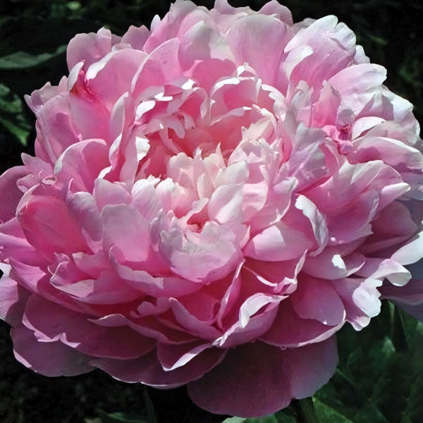 Саженцы Пион Lady Kate (Леди Кейт)