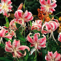 Луковицы  Лилия Speciosum Uchida (Сп. Ушида) (3шт.)