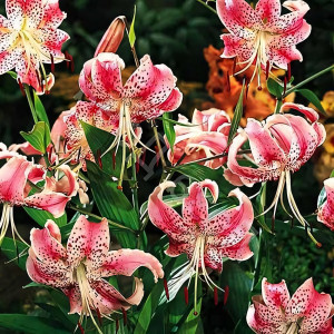  Лилия Speciosum Uchida (Сп. Ушида)