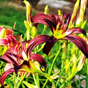 Саженцы Лилейник Black Arrowhead (Блэк Эраухед)