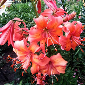  Лилия Salmon Flavour (Салмон Флейвоур)