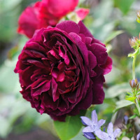 Саженцы Роза английская Манстед Вуд