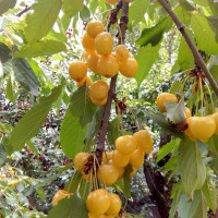 Саженцы Черешня Дрогана желтая