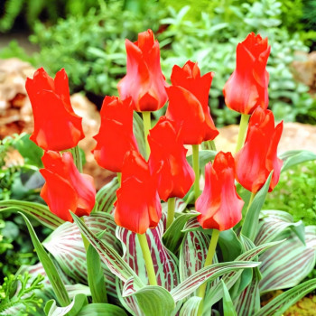 Тюльпан Грейга Ред Торч (в упаковке - 3шт.)