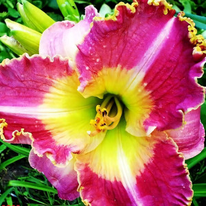 Саженцы Лилейник Idas Magic (Идас Магик)