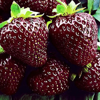 Клубника Черный принц (в упаковке 5шт.)