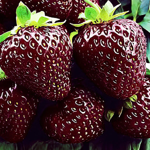 Клубника Черный принц (в упаковке 5шт.)