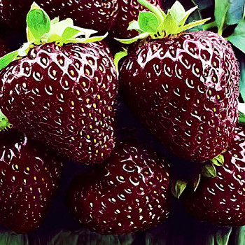 Клубника Черный принц (в упаковке 5шт.)