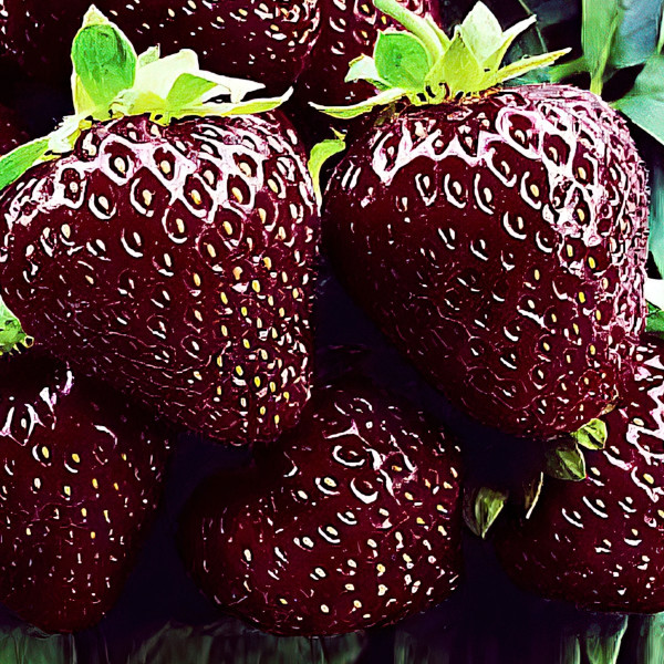 Клубника Черный принц (в упаковке 5шт.)
