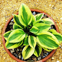 Саженцы Хоста Hope (Хоуп) S