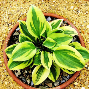 Саженцы Хоста Hope (Хоуп) S