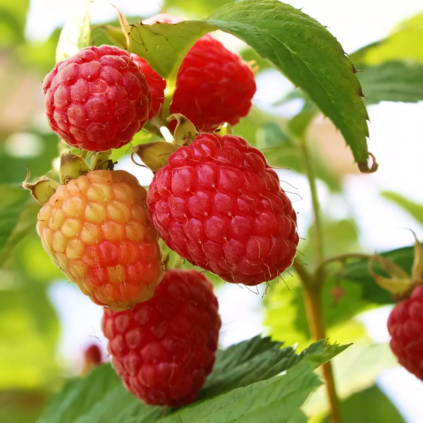 Саженцы Малина красная Ранняя сладкая