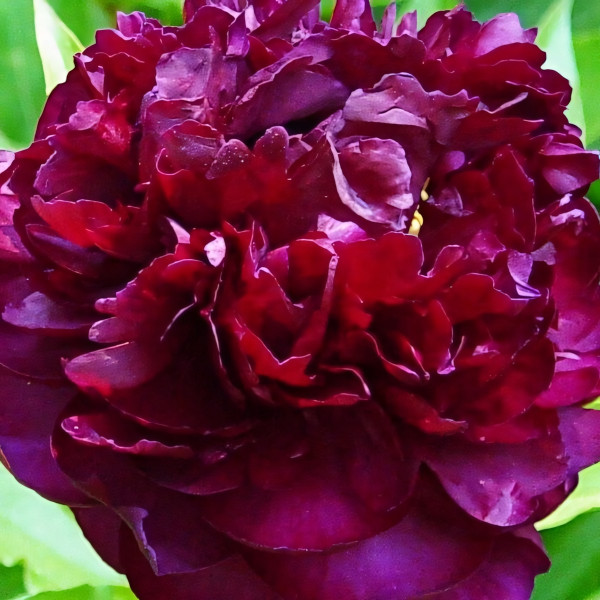 Саженцы Пион Highlight (Хайлайт)