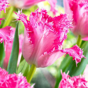 Тюльпан бахромчатый Сантандер (в упаковке - 3шт.)