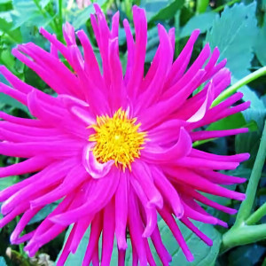 Саженцы Георгина кактусовая Purple Gem (Пурпл Джем)