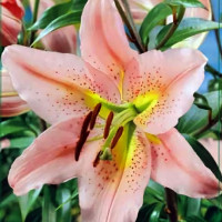 Луковицы Саженцы Лилия ОТ гибрид Sabaneta (Сабанета) (3шт.)