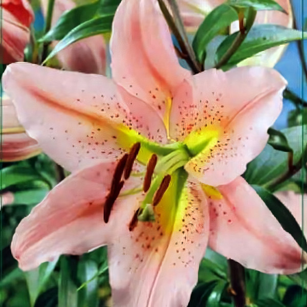 Луковицы Саженцы Лилия ОТ гибрид Sabaneta (Сабанета) (3шт.)