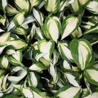 Саженцы Хоста Vulcan (Вулкан) L