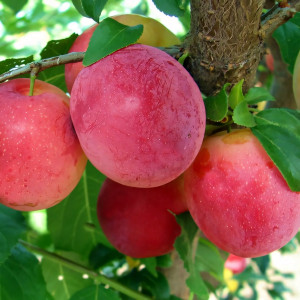 Саженцы Алыча Владимирская Комета