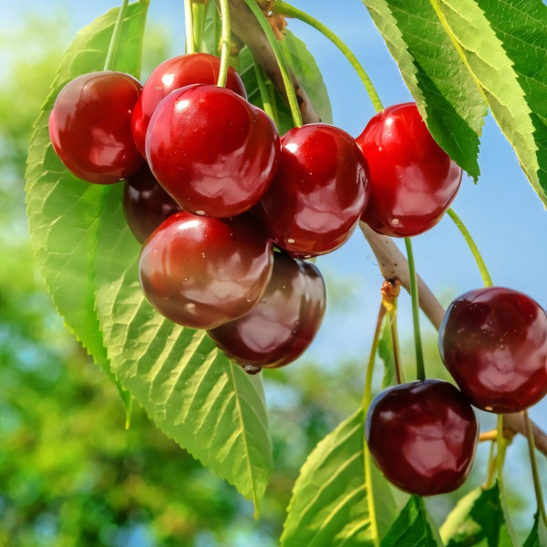 Саженцы Черешня колоновидная Колье