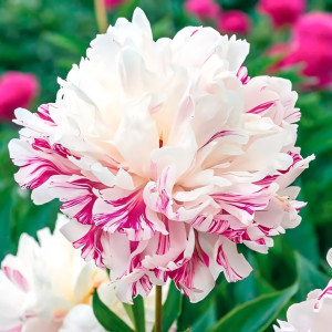 Пион Кэнди Страйп